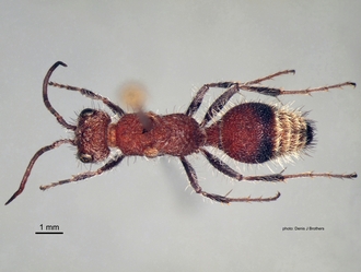 Gynandrotilla_ferruginea Arnold male dorsal