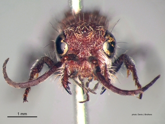 Gynandrotilla_ferruginea Arnold male head