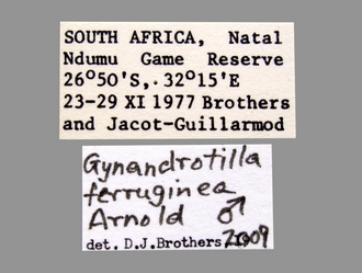 Gynandrotilla_ferruginea Arnold male labels