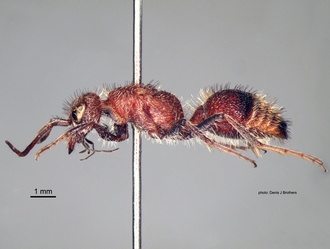 Gynandrotilla_ferruginea Arnold male lateral