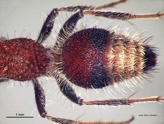 Gynandrotilla_ferruginea Arnold male metasoma