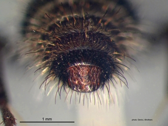 Gynandrotilla_ferruginea Arnold male pygidium