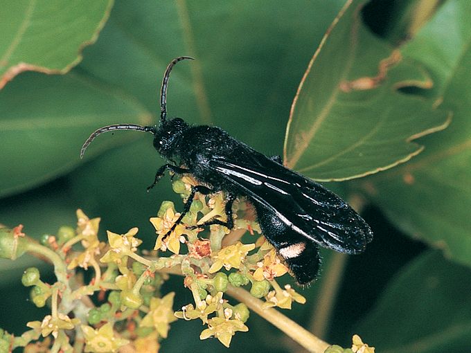 Smicromyrme_atropos