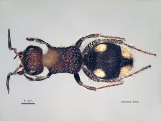 Glossotilla_suavis (Gerstaecker) female dorsal