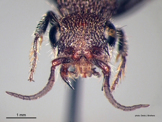 Glossotilla_suavis (Gerstaecker) female head