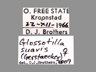 Glossotilla_suavis (Gerstaecker) female labels