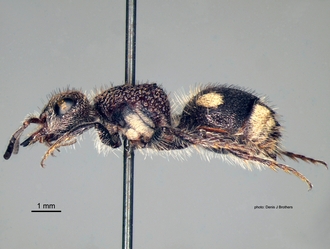 Glossotilla_suavis (Gerstaecker) female lateral