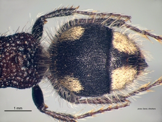 Glossotilla_suavis (Gerstaecker) female metasoma