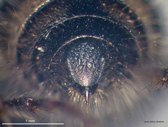 Glossotilla_suavis (Gerstaecker) female pygidium