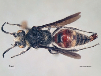 Glossotilla_suavis (Gerstaecker) male dorsal