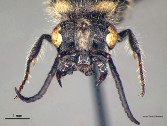 Glossotilla_suavis (Gerstaecker) male head