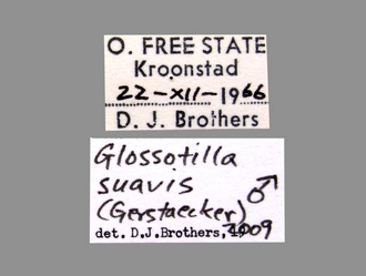 Glossotilla_suavis (Gerstaecker) male labels
