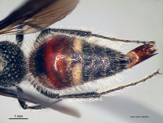 Glossotilla_suavis (Gerstaecker) male metasoma
