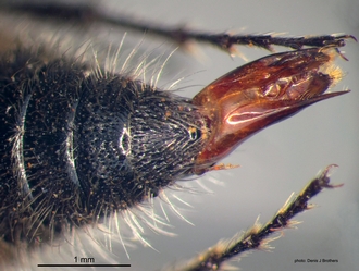 Glossotilla_suavis (Gerstaecker) male pygidium