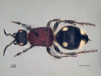 Trogaspidia_(Trogaspidia)_major Nonveiller female dorsal