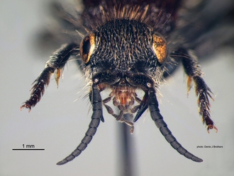 Trogaspidia_(Trogaspidia)_major Nonveiller female head