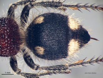 Trogaspidia_(Trogaspidia)_major Nonveiller female metasoma