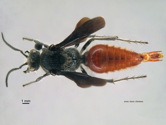 Trogaspidia_(Trogaspidia)_major Nonveiller male dorsal