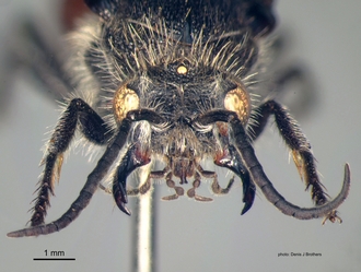 Trogaspidia_(Trogaspidia)_major Nonveiller male head