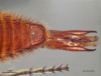 Trogaspidia_(Trogaspidia)_major Nonveiller male hypopygium