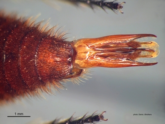 Trogaspidia_(Trogaspidia)_major Nonveiller male pygidium