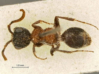Arnoldtilla_bischoffi_SAM-HYM-A018441_HT_habitus_dorsal