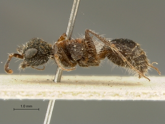 Arnoldtilla_bischoffi_SAM-HYM-A018441_HT_habitus_lateral