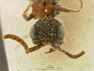 Arnoldtilla_bischoffi_SAM-HYM-A018441_HT_head_frontal