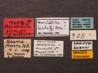 Arnoldtilla_bischoffi_SAM-HYM-A018441_HT_labels