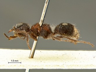 Arnoldtilla_silverstris_SAM-HYM-A018440_HT_habitus_lateral