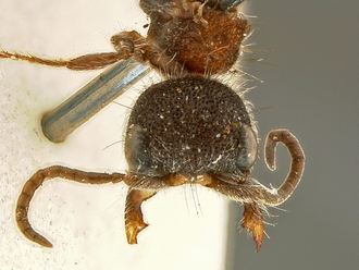 Arnoldtilla_silverstris_SAM-HYM-A018440_HT_head_frontal