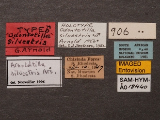 Arnoldtilla_silverstris_SAM-HYM-A018440_HT_labels