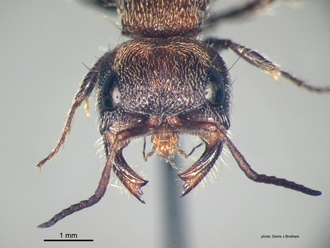 Labidomilla_tauriceps (Kohl) female head