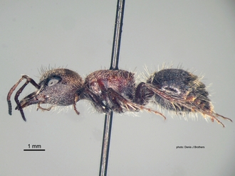 Labidomilla_tauriceps (Kohl) female lateral
