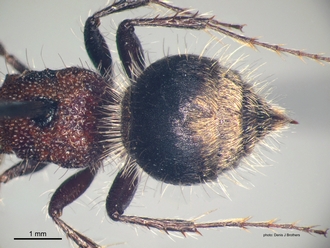 Labidomilla_tauriceps (Kohl) female metasoma