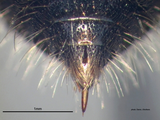 Labidomilla_tauriceps (Kohl) female pygidium