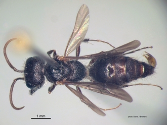 Labidomilla_tauriceps (Kohl) male dorsal