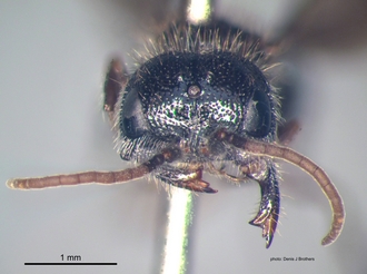 Labidomilla_tauriceps (Kohl) male head