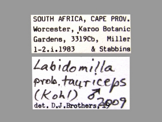 Labidomilla_tauriceps (Kohl) male labels