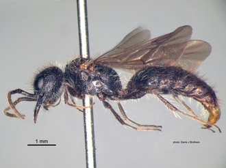 Labidomilla_tauriceps (Kohl) male lateral