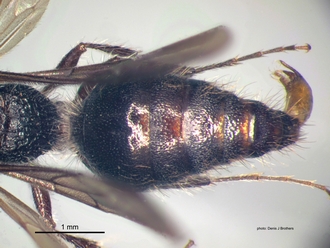 Labidomilla_tauriceps (Kohl) male metasoma