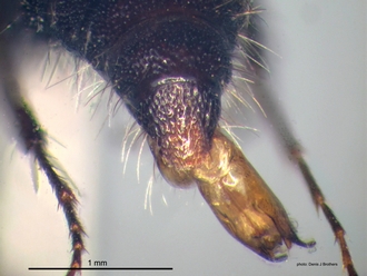 Labidomilla_tauriceps (Kohl) male pygidium