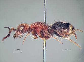 Odontotilla_bidentata Andre female lateral
