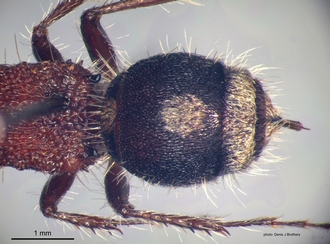 Odontotilla_bidentata Andre female metasoma