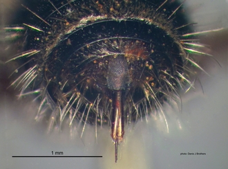 Odontotilla_bidentata Andre female pygidium