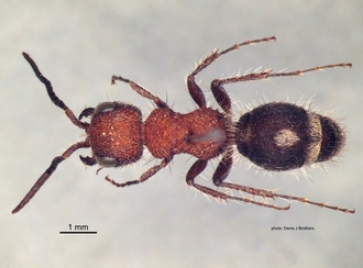 Odontotilla_bidentata Andre male dorsal