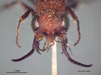 Odontotilla_bidentata Andre male head