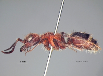 Odontotilla_bidentata Andre male lateral