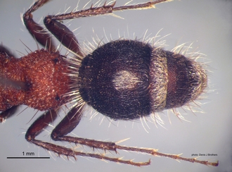 Odontotilla_bidentata Andre male metasoma