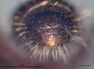 Odontotilla_bidentata Andre male pygidium